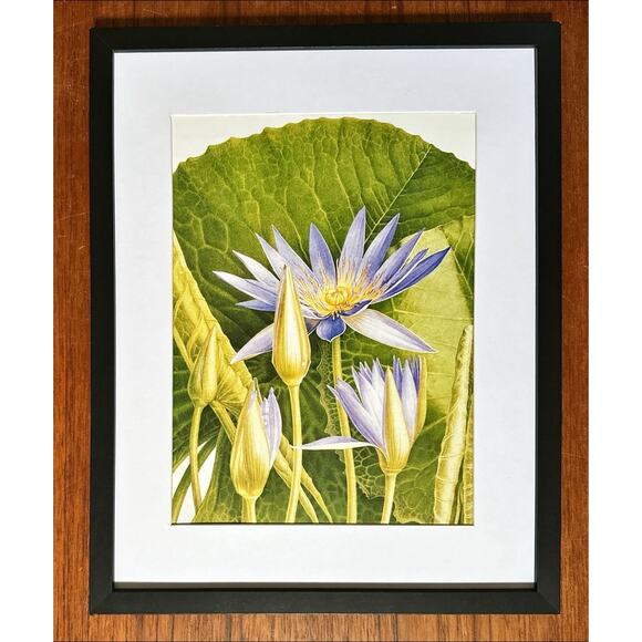 Framed Blue Water Lily Flowers Botanical Wall Art 11x14 - Picture 1 of 3